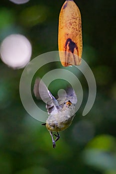 orange-bellied flowerpecker (Dicaeum trigonostigma) perching on branch