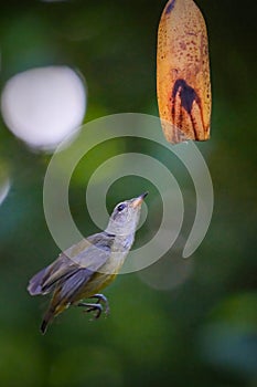 orange-bellied flowerpecker (Dicaeum trigonostigma) perching on branch