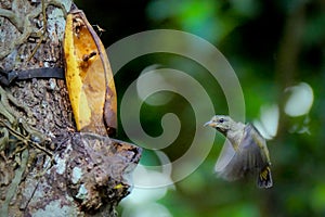 orange-bellied flowerpecker (Dicaeum trigonostigma) perching on branch