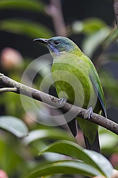 Orange-bellied Leafbird