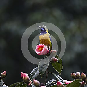 Orange-bellied Leafbird