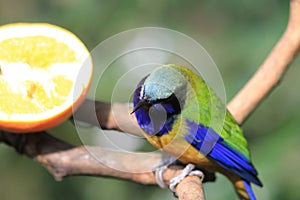 the Orange-bellied Leafbird It can be found everywhere in the hk park