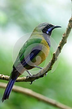 The orange-bellied leafbird Chloropsis hardwickii