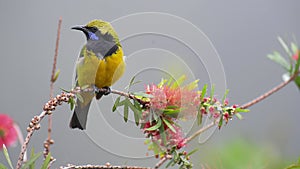 Orange-bellied Leafbird Chloropsis hardwickii perch on flower branch and singing.