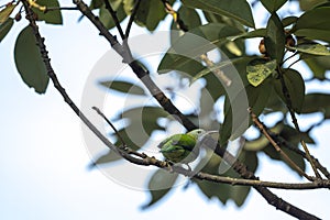 Orange-bellied Leafbird Formal Name: Chloropsis hardwickii, Female