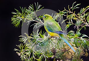 Orange Bellied Parrot Critically Endangered Bird