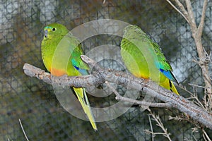 Orange-Bellied Parrot Neophema Chrysogaster