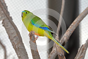 Orange-Bellied Parrot Neophema Chrysogaster