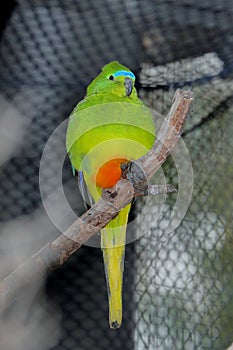 Orange-Bellied Parrot Neophema Chrysogaster