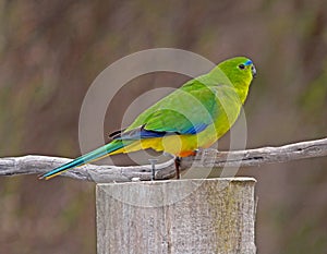 Orange-bellied Parrot, Neophema chrysogaster