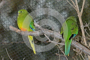 Orange-Bellied Parrot Neophema Chrysogaster - Pair