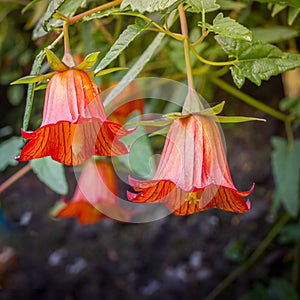 Canarina canariensis, canarian bellflower, endemic to Canary Islands