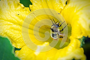 Orange-belted bumblebee covered with pollen on yellow flower