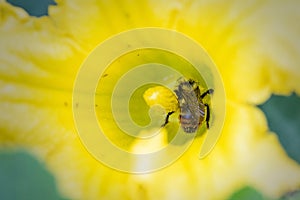 Orange-belted bumblebee covered with pollen on yellow flower