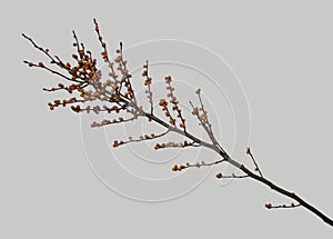 Orange berries on branch.