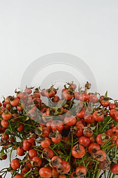 Orange berries isolate on white background