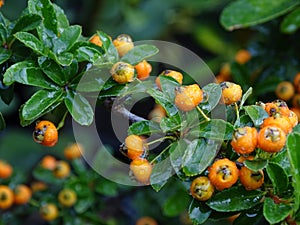 Orange berries after the rain