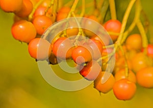 Orange berries of a whitebeam bush