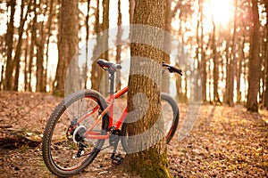 An orange Bicycle with 29-inch wheels stands near a tree in the forest in the sunlight.