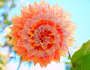 Orange big flower blossom