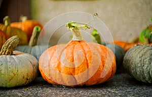 Orange big pumpkins among green pumpkin