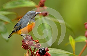 Orange Billied Flowerpeckerã€‚