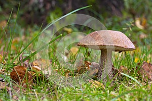 Orange birch bolete