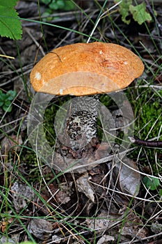 Orange Birch Bolete