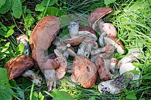 Orange Birch Bolete