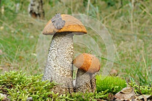 Orange Birch Bolete (Leccinum versipelle)