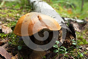 Orange Birch Bolete (Leccinum versipelle) mushroom