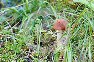 Orange Birch bolete (Leccinum versipelle) mushroon in forest