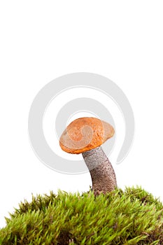 Orange birch bolete mushroom