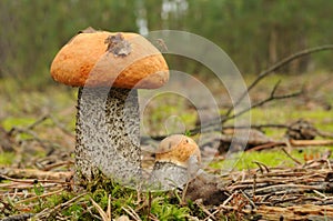 Orange Birch Bolete mushroom (Leccinum versipelle)