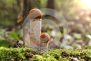 Orange birch bolete mushrooms in autumn forest
