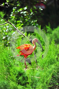 Orange bird (crane species) nesting