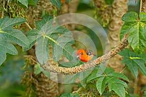 Orange bird Flame-colored Tanager, Piranga bidentata, Boca Tapad, Costa Rica. Beautiful bird in the nature habitat. Animal in the photo