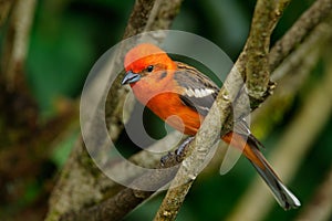 Orange bird Flame-colored Tanager, Piranga bidentata, Savegre, Costa Rica photo