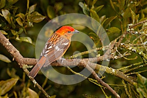 Orange bird Flame-colored Tanager, Piranga bidentata tropical bird from Savegre, Costa Rica. Birwatching in South America