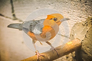 Orange Bird - Geokichla citrina bird on perch photo