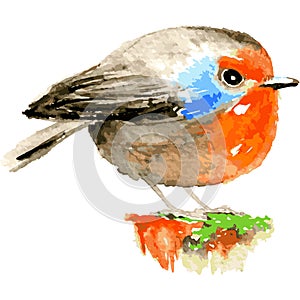 Orange bird illustration in hand drawn style. Colorful and funny robin bird painting  vector imitating of watercolor