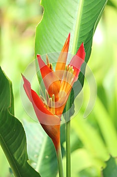 Orange Bird of Paradise Flower amongst the Vibrant Green Leaves