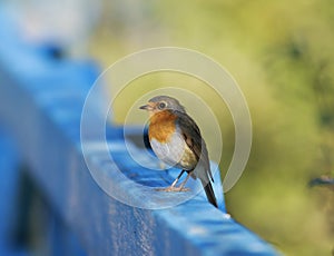 Orange bird Robin sitting on a blue wooden fence on a Sunny day