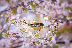 An orange bird sitting on a cherry blossom tree