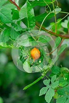 Orange Bitter Melon is seen growing on a lush bush