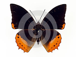 Orange black african butterfly Charaxes protoclea isolated on white. Collection butterflies. Nymphalidae. Lepidoptera.