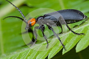 An orange and black blister beetle