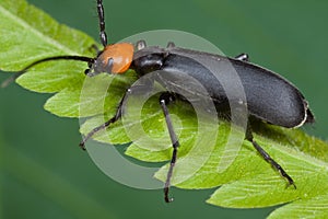 An orange and black blister beetle
