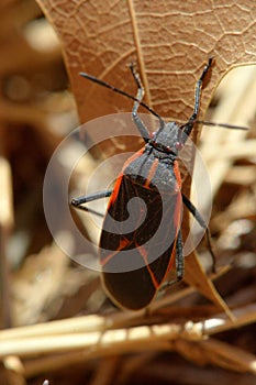 Orange and black bug