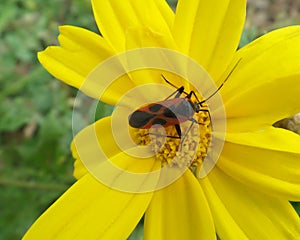 Orange & Black Bug on the Pollen of Bright Yellow Flower
